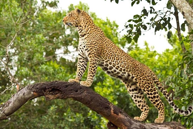 Tanzania Camping Safari Day 4
